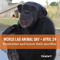 Approximately 100 million animals suffer and die in laboratories every year, yet there are advanced alternatives that can replace testing on animals. Why allow it to continue? Sign the petition activism.com/en_EU/petition…

#WorldLabAnimalDay #LabAnimalDay #AnimalRights #Vegan