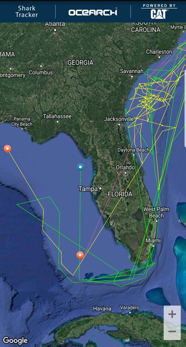 linds4fins's tweet photo. It's #TrackerTuesdayTrivia! Can you name 3 @OCEARCH white sharks that pinged in off Florida's Gulf Coast this year? Which of these sharks pinged in most recently? https://t.co/cj0dnKXIYA