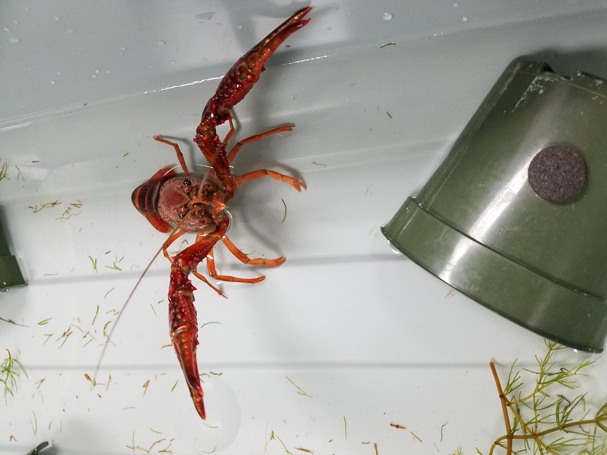 MsCraig15's tweet photo. #smithleopards #mesq3rd Crayfish delivery day! https://t.co/itOj87B7gK