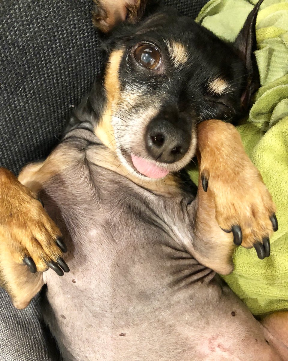 Every day is #tongueouttuesday for me since I don’t have my bottom toofies to keep my 👅 in 🙊😜 #tongueouteveryday #tot #oldlady #foreverpuppy #foreveryoung #heytherehotstuff #minpin #silliouslysparta