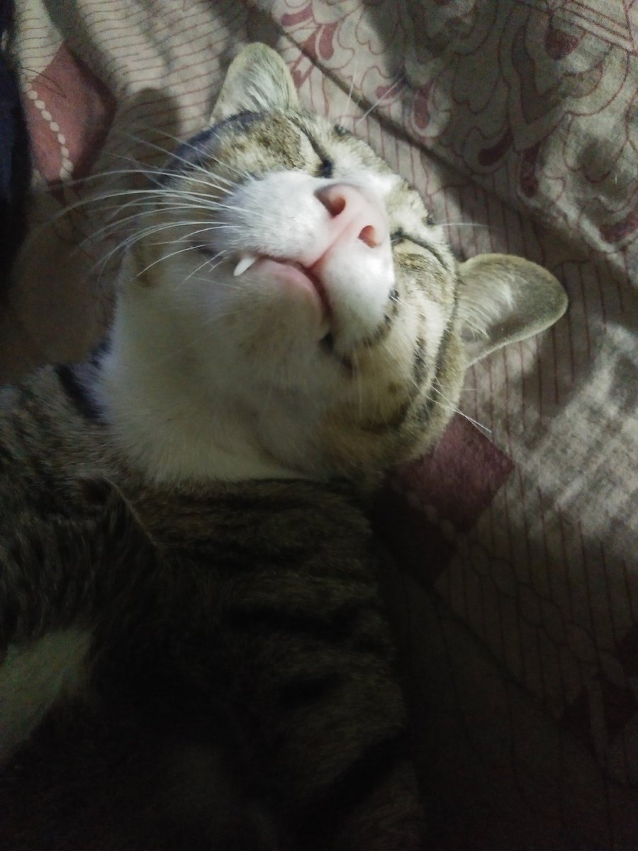 KimnPo94's tweet photo. Day 10 : my pet
#shotwith18mong https://t.co/WjQwlu9X91