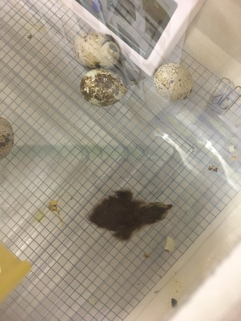 Baby quails in Miss Monique and Caroline’s K class <a href="/hickeytrit/">Caroline/Monique</a> #TrinityLearns