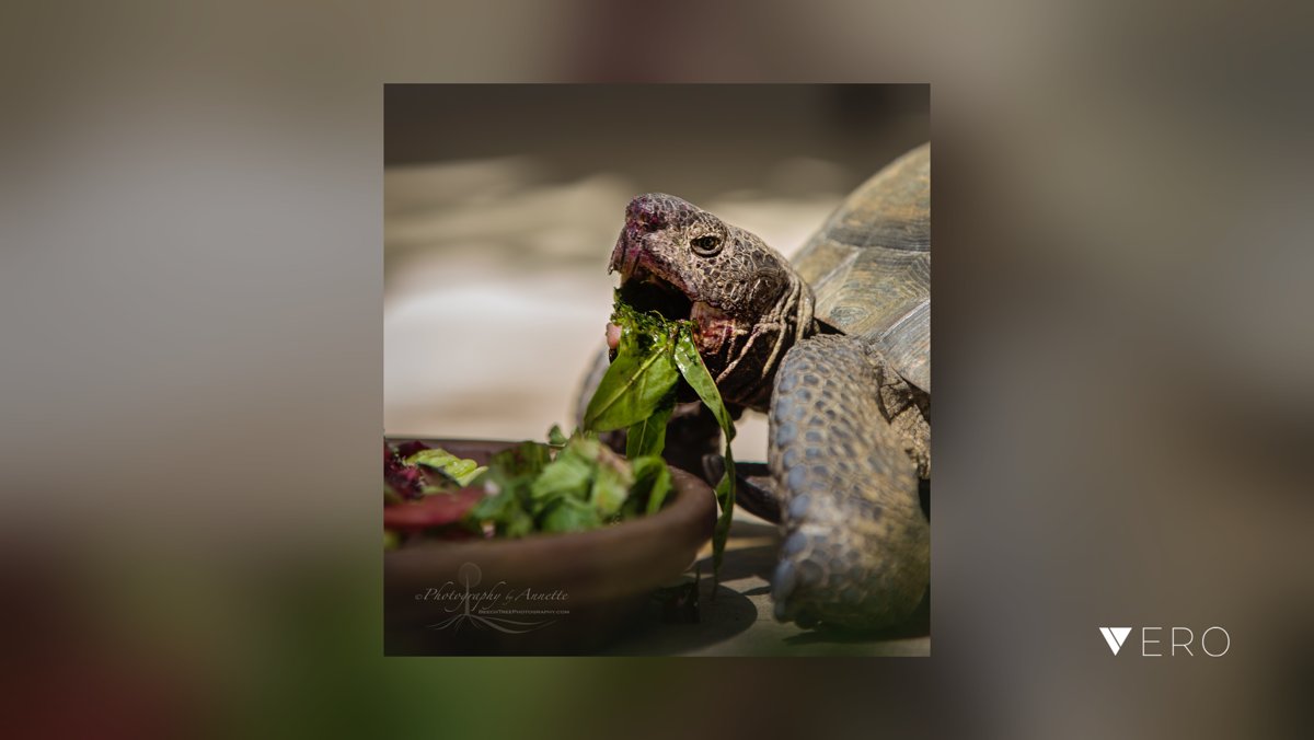 BeechTreePhotog's tweet image. Hungry, hungry tortoise. .
.
.
.
.
.#Tortoise #DesertTortoise #Reptiles #Turtles #Desert #DesertAnimals #Macro #MacroPhotography #macro_freaks #Closeups  #GetOutside #YesThereIsAPermit @VeroTrueSocial