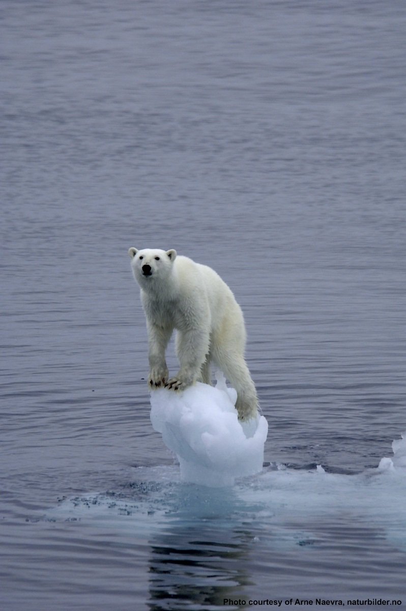 ForEarthC's tweet image. #MakeEarthGreatAgain #PrayForPolarBears