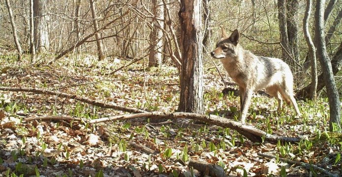 Canid_Camera's tweet photo. It's a beautiful New York spring Day to get outdoors!
Can't get out today? Come explore the #HudsonValley on #CanidCamera @ https://t.co/PVHVUwh56n and make a difference for #wildlife
#coyote #spring #citizenscience #nature #wildlifephotography https://t.co/jJpCh8wE6V