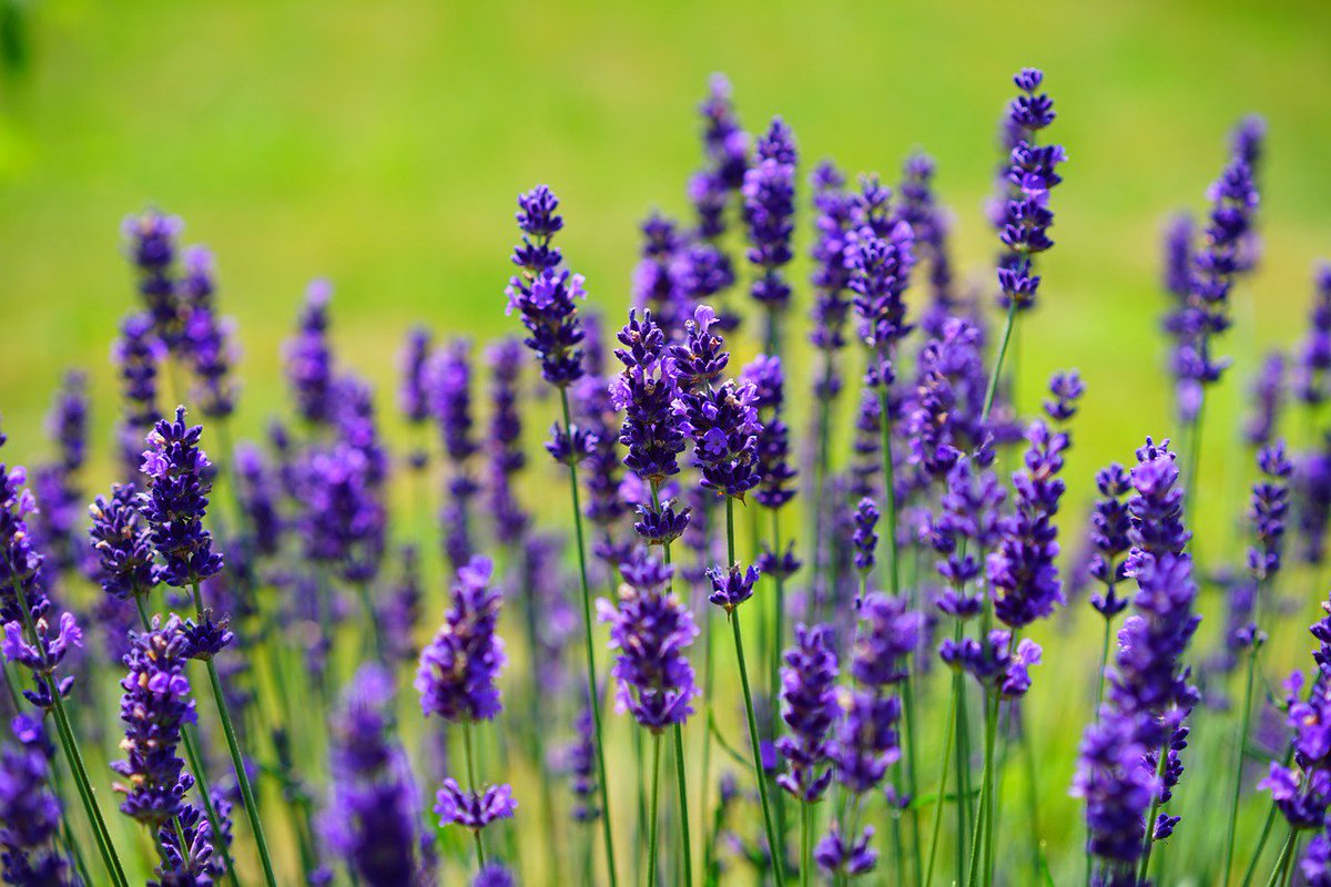 Back2NaturalUK's tweet image. Lavender is not only beautiful to look at &amp;amp; wonderfully scented but are also antiseptic, anti bacterial anti-inflammatory &amp;amp; can act as a natural exfoliant, gently scrubbing dead skin.

Our Lavender soap is handmade made with lavender essential oils &amp;amp; finely cut lavender blossoms.