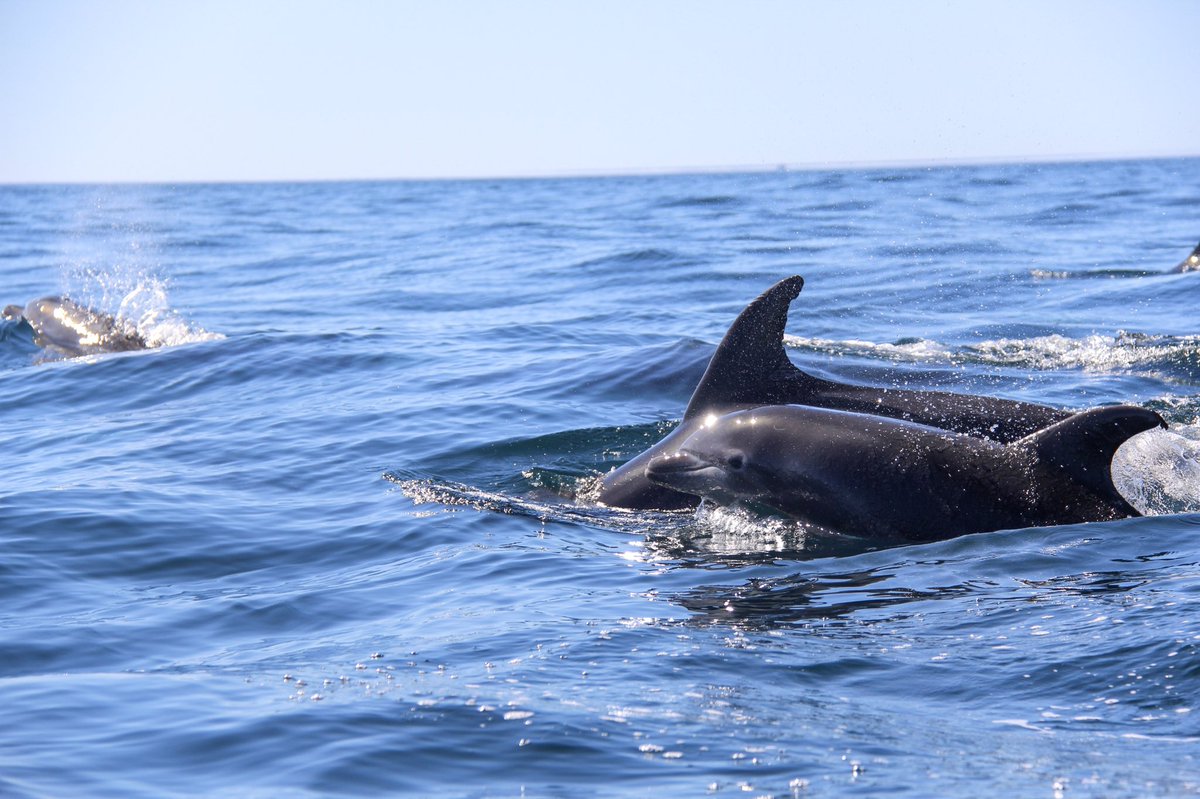 fibiii91's tweet photo. Do you love dolphins as much as I do? If the answer is yes, have a look at my new article on the blog 🐬 @wildwatchpt @MyGuideAlgarve @algarvetourism_ @visitportugal https://t.co/zgA9PJE0VT
