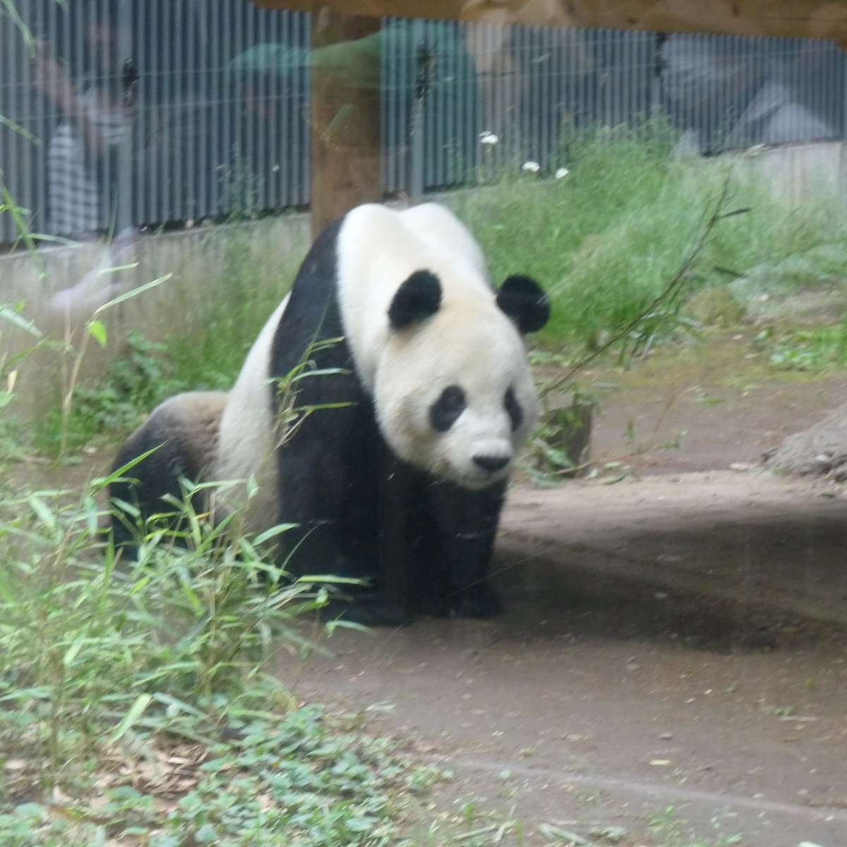 _Fitz's tweet photo. #OperationJapon #OperationPanda
Ri Ri le papa, Shin Shin la maman avec Shan Shan la star, qui fait le show. https://t.co/IZCKuMpLFl