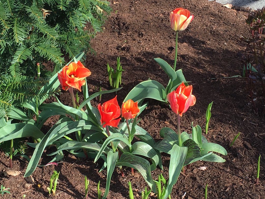 Emjay1028's tweet photo. #Boston #runners beware! It's a tank & shorts kind of day out there. Any attempt to #run in long sleeves & capris will be met with regret. And lots of sweat. ๐ #ViewFromMorningRun #SpringPerfection #SignsOfSpring https://t.co/Ejb6ukiG4V