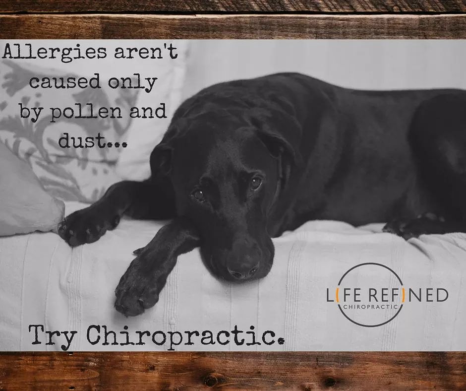 LifeRefined33's tweet photo. We experience all different types of allergies. It is our body denying something it can't fight off. Let us help your body work together better and fight those allergies.
#liferefined #chiropractic #noblesville #noblesvilleindiana #chiropracticcare #drblume #allergies https://t.co/k11qZsJ6w7