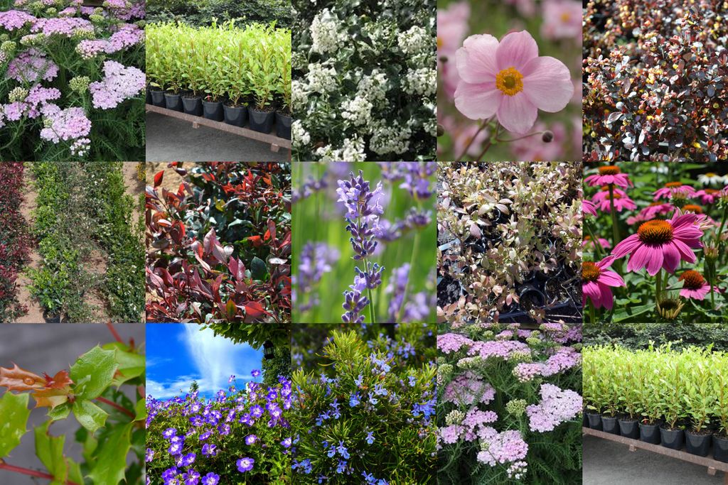 PerrieHale's tweet photo. Do you have a large garden border that needs filling with shrubs? Not sure what to choose? Have a look at our Garden border/shrub pack. We can deliver 25 or 50 large (2-3L pots) shrubs in the local area for free or you can collect from our nursery https://t.co/jKwsxRlPrN https://t.co/ANUjrKNCMq