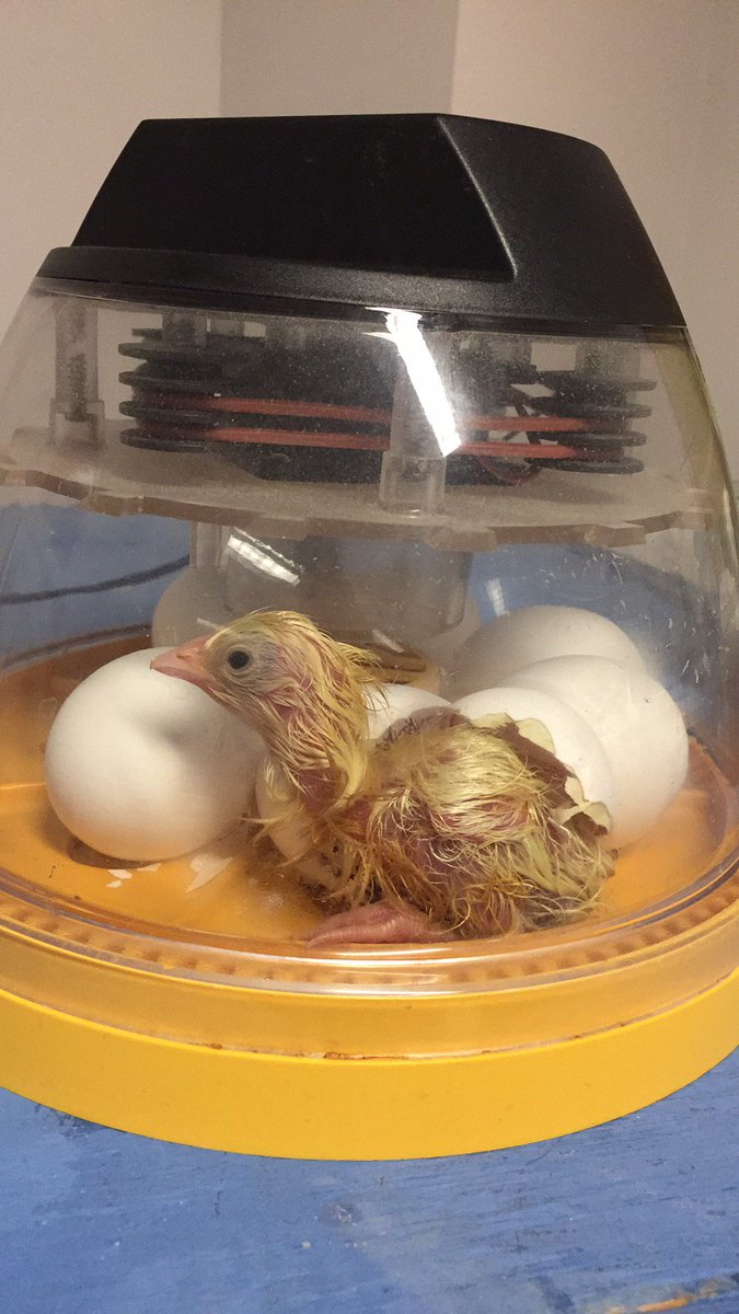 Meredith256's tweet photo. We have a chick! #bestyearever @RobRangers @ashlynlivingst @StefanieFriedm5 https://t.co/oxzFBdmyeu