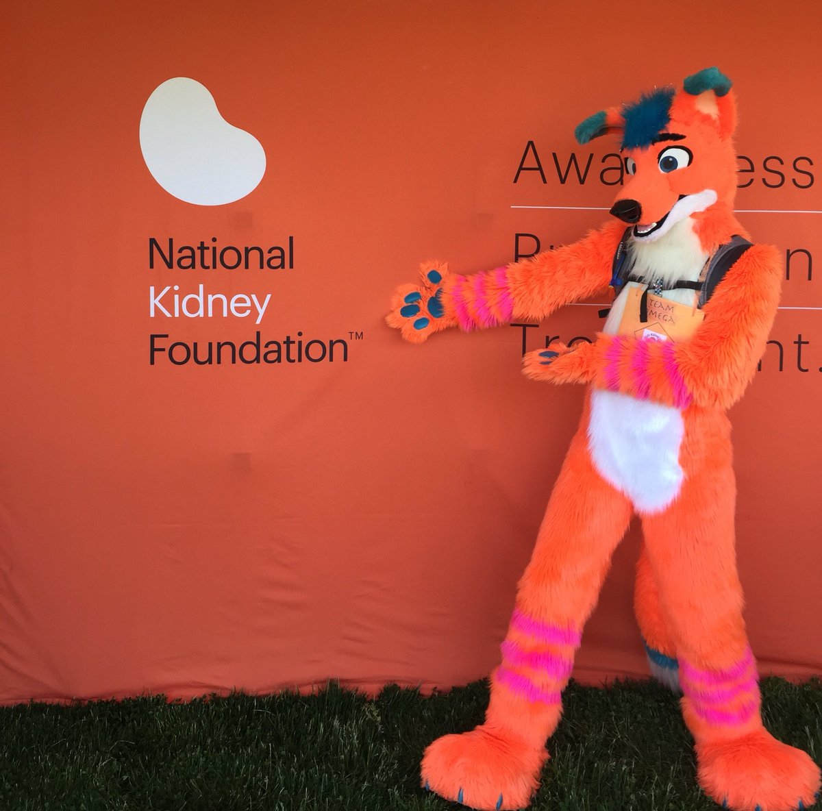 AviFox's tweet photo. Retweet to support &amp; win! 🔁🎁🎉

I'm doing a Kidney Walk in fursuit again this year on May 20th for charity.

🍊🦊🚶🏻‍♂️💰

I will mail AviFox microfiber cloths to 100 random people that RT this &amp; to anyone who donates :)

Every $ helps!

Donate/Info: https://t.co/FhUUYUKmvg https://t.co/2VRBw2XYe4