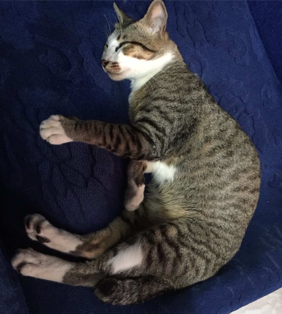 michsalvador19's tweet image. Get well soon,#Miming kulit.😔😽💕