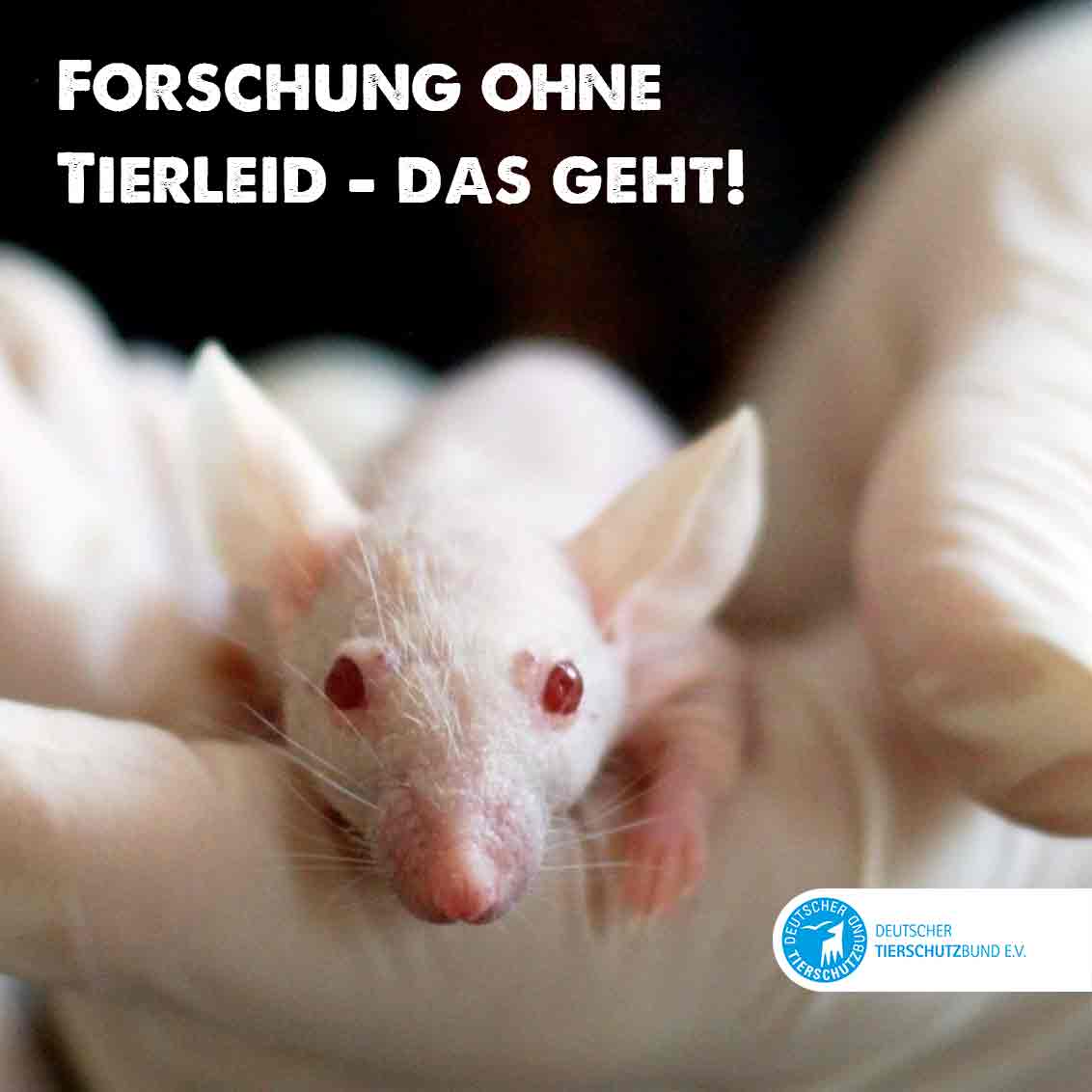 Zum #TagdesVersuchstiers fordern wir die Regierung auf, Tierversuche endlich gänzlich abzuschaffen. Noch immer lässt Deutschland Millionen Tiere in Laboren leiden, obwohl tierleidfreie Methoden in großer Zahl verfügbar sind.  duunddastier.de/forschung-ohne… #Tierversuche
