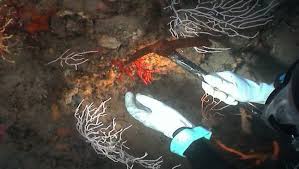 Cati_Girona's tweet image. Malestar a la #CostaBrava per la decisió del govern espanyol de donar dotze llicències per extreure corall al litoral català. La mesura xoca frontalment amb la moratòria de deu anys decretada per la Generalitat.