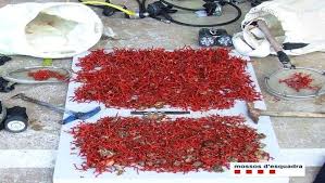 Cati_Girona's tweet image. Malestar a la #CostaBrava per la decisió del govern espanyol de donar dotze llicències per extreure corall al litoral català. La mesura xoca frontalment amb la moratòria de deu anys decretada per la Generalitat.