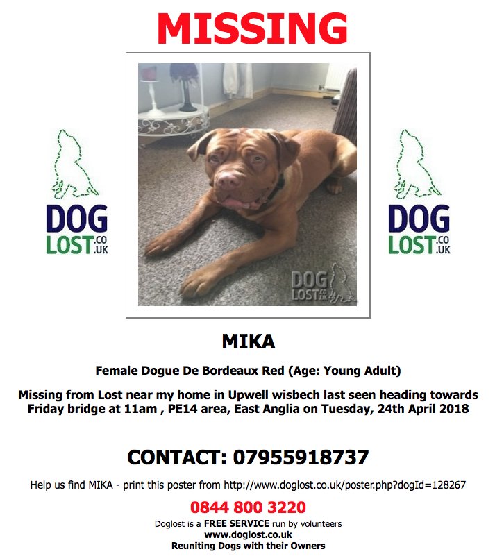 DogLostUK's tweet photo. https://t.co/jt1sXwNKjV
#LOST MIKA
Female #DogueDeBordeaux #Upwell #Wisbech
#Fridaybridge #PE14
Tuesday, 24th April 2018 #LostDog https://t.co/KXremh2OYL @VetsGetScanning @SAMPAuk_ https://t.co/ZadPw46agE