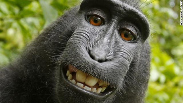 cnnbrk's tweet photo. Naruto the monkey does not own the copyright to his selfie, a US court ruled in a People for the Ethical Treatment of Animals lawsuit https://t.co/BuMiOnELEK https://t.co/Ur6i31BOBH