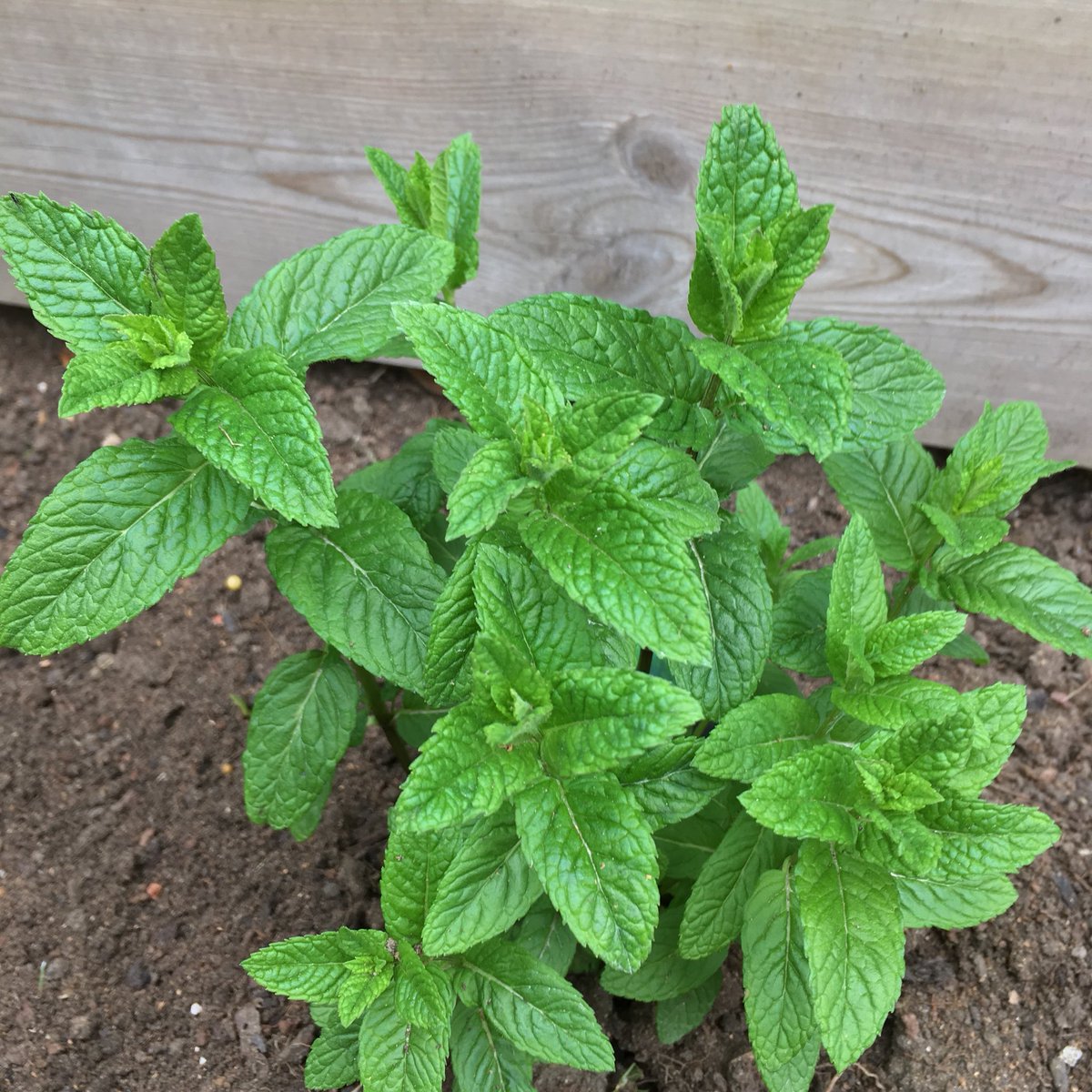 The roof garden <a href="/CoinStreet/">Coin Street</a> is starting to take shape. Our <a href="/pepperpotherbs/">Pepperpot Nursery</a> have taken really well and today we planted sunflowers, borage, marigolds and wildflowers 🌱🌱 #urbangardening