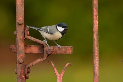Neem zondag je moeder gezellig mee naar de #vogeldag bij de <a href="/HelderseVallei/">De Helderse Vallei</a> > g-wijzer.nl/2HoiskB