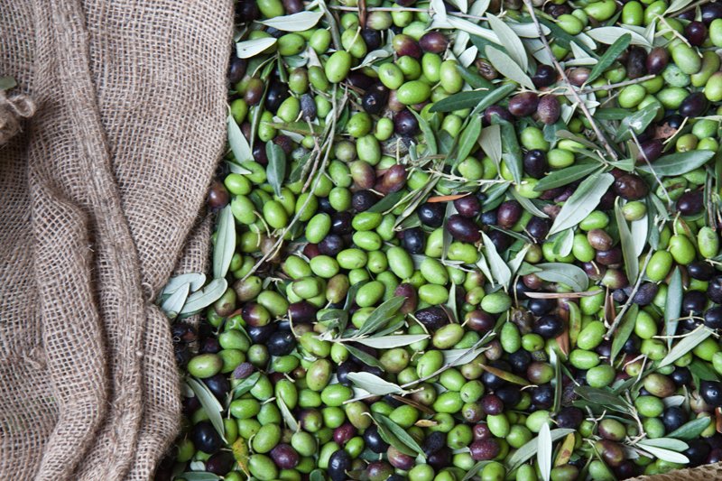 SapereFood's tweet photo. #olio #extravergine, ecco i migliori frantoi dell'#Umbria secondo la guida di @SlowFoodItaly ➡️https://t.co/hFwwhQO8no 🍴
#Foodie https://t.co/vbHUwyqjEw