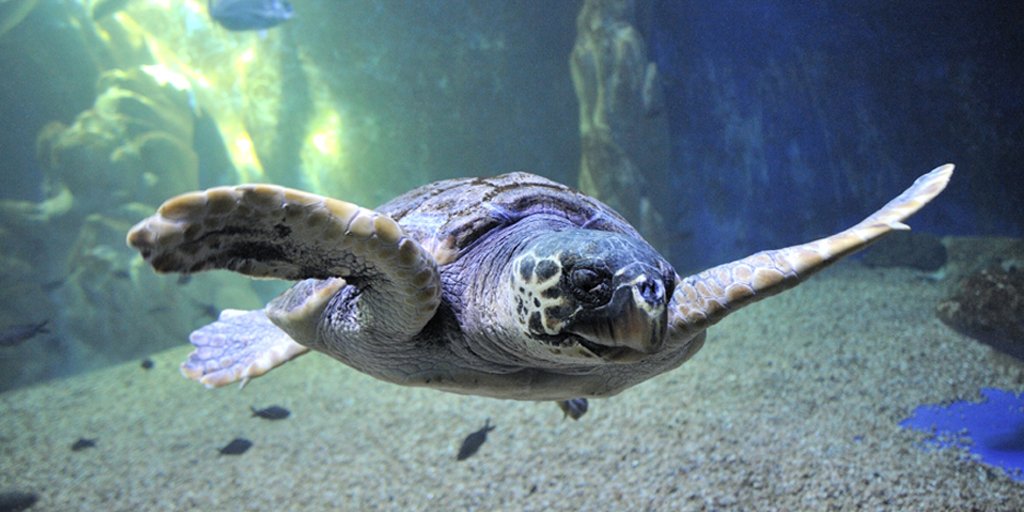 MobyClub's tweet image. Cosa c’è di meglio di un incontro ravvicinato con gli abitanti del mare?🐢
Moby ti porta all'Acquario di Cala Gonone con il 20% di sconto sul biglietto di ingresso. Scopri di più qui: goo.gl/TuDSDJ 
@acquariogonone 
#enjoymoby #navigaitaliano #viaggiaconmoby