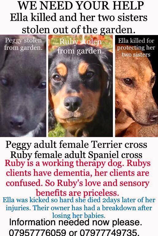 Mollie pug 2 tweet media