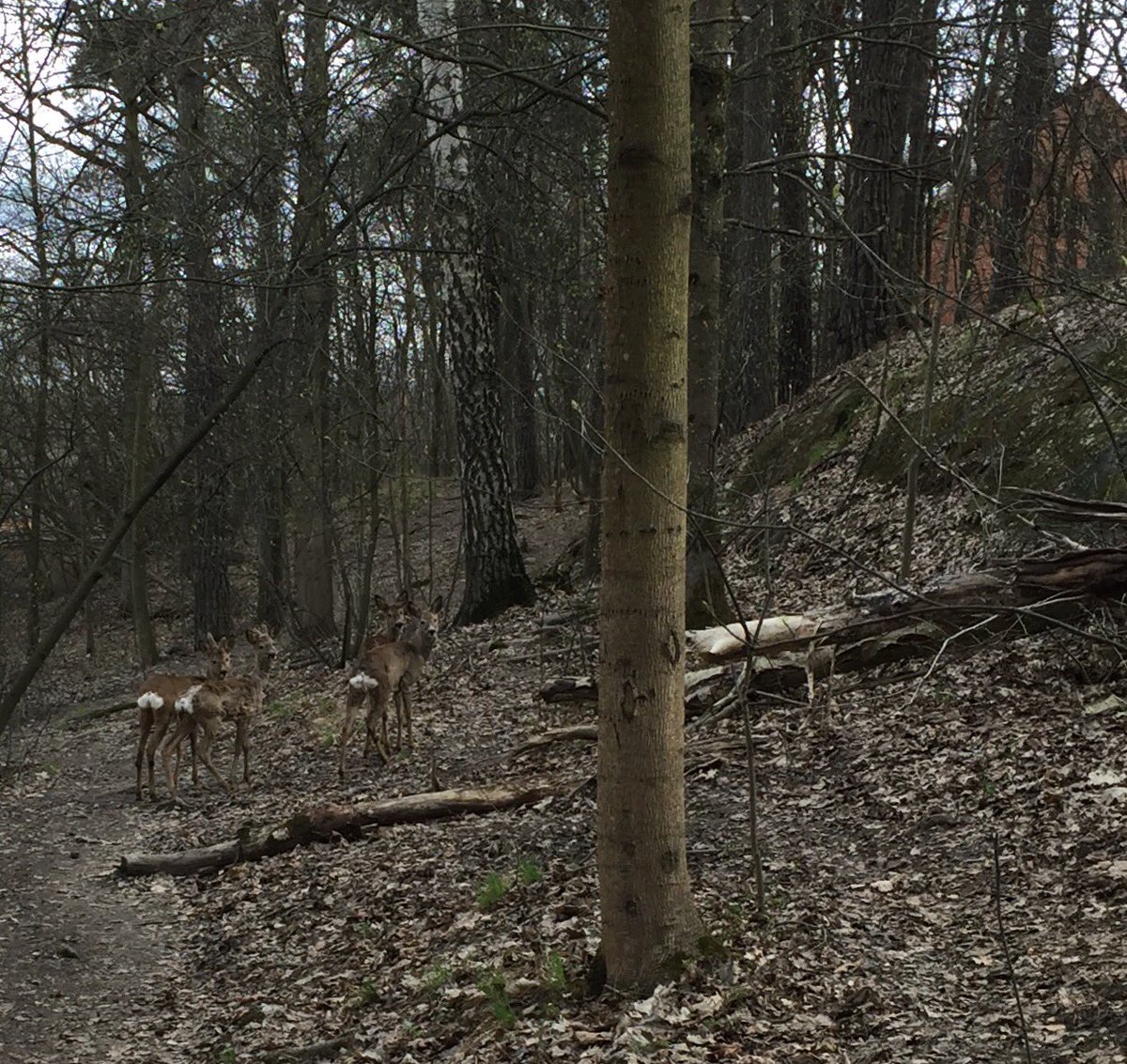 TheGusse's tweet photo. Not far from @Stockholms_univ #Brunnsviken #Roslagsbann #specped https://t.co/mqKLGMNEs9