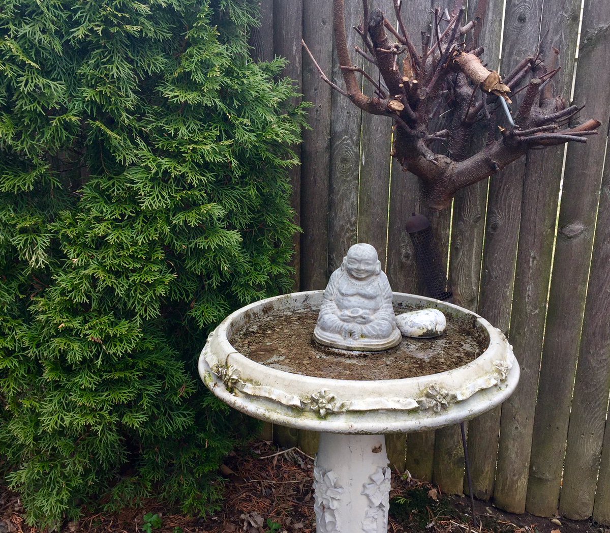 KECwriter's tweet image. I was about to listen to a mellow Monday morning #playlist while I work, but I opened my window to a #symphony of #chirping #springtime birds in my #garden. Sorry @Spotify, you can't compete with #MotherNature.
 
#MusicMonday #birds #spring #NewEngland #nature #Buddha