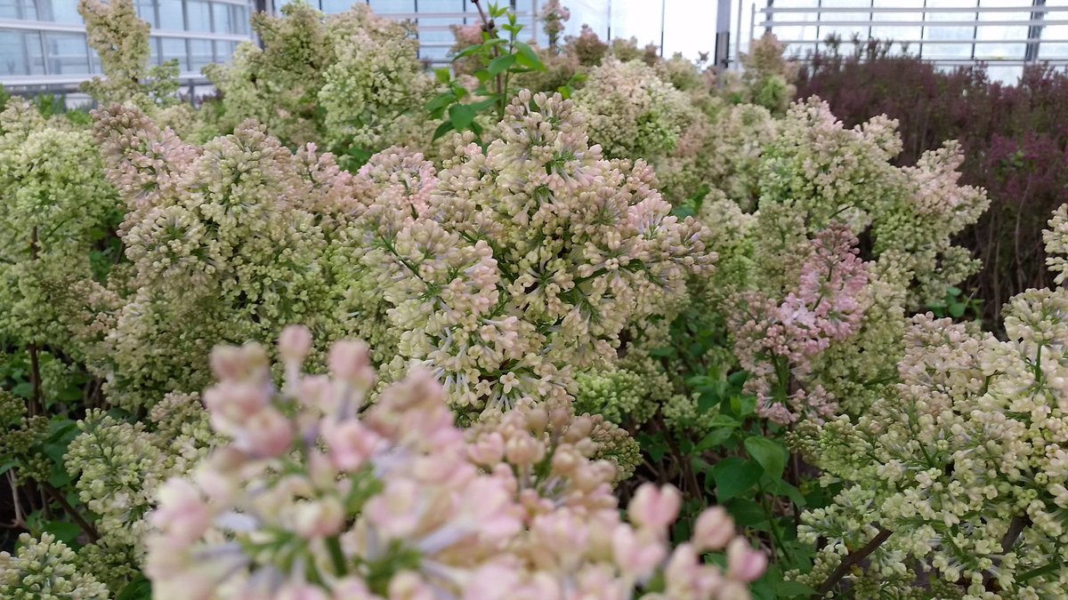 Aanstaande zaterdag de laatste #seringenvaartocht van het prille vaarseizoen #Aalsmeer #amstelveen . Nog een paar plaatsen vrij.