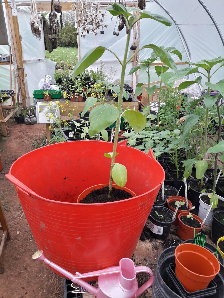 nodigjones's tweet image. I do love this time of year.It might be a tad grey but there is so much promise and hope for the year ahead.@theponyandtrap #joyofspring