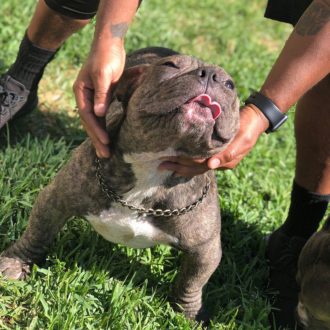Marshbullycrew's tweet photo. FOOLIBOY newest stud to the crew 🐶🐾💪🏾 ! #marshbullycrew #bully #duecebigalow #miagiblood #pocketbully #pocketbullies #bullies #texasbullies #dontbullymybreed #americanbully #microbullies #americanbullies #exoticbullies #bullybreed #worldstarbully #microbully https://t.co/uram2pJP2f