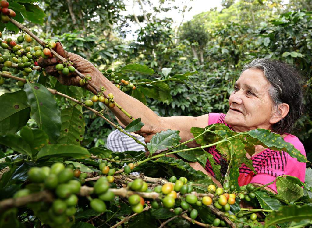 LorenzoSuarezE's tweet photo. Efemérides 24 de Abril 🌿

Día del Caficultor, en este día se conmemora lo que significa un homenaje a los trabajadores del campo, que se dedican a producir el grano de café ☕ https://t.co/fQ2p5C1ia4
