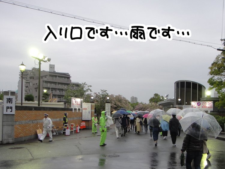 造幣局の桜の通り抜け
行ってきました♪
雨だし葉桜だったけど… 