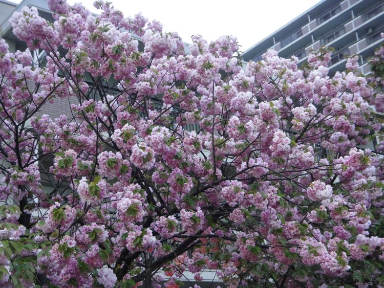 造幣局の桜の通り抜け
行ってきました♪
雨だし葉桜だったけど… 