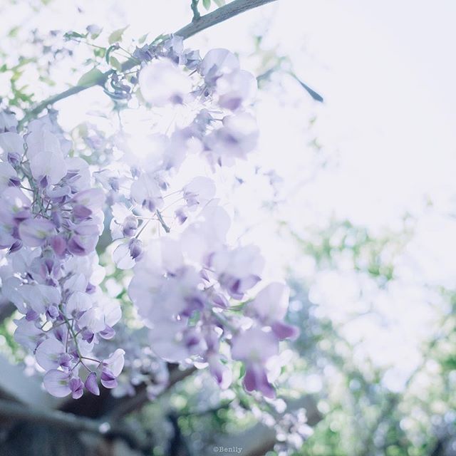 TateYokoBenlly's tweet photo. ・
Wisteria
4/22撮影
・
・
#stunning_shots_daily #picture_to_keep #IGersJP #instagramjapan #your_life_etc #at_diff #everythingeyecatching #heartful_moments #image_gram #gr_meet_japan #colorsjp #vivid_impact #shutter_memory #Excellent_Asia #wanderingte… https://t.co/Uvv5UqIoyo https://t.co/TegeHU8i4a