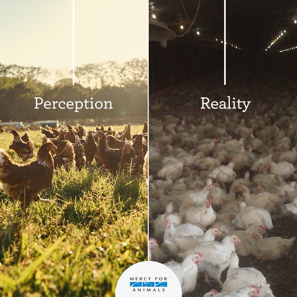 MercyForAnimals's tweet photo. This is the truth. https://t.co/MeEQgOBp8H