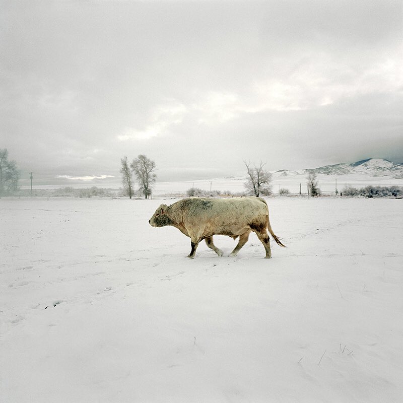 Print_Stuff's tweet photo. Today we bring you @pbyrnephotos His Cowboy series of images were taken during a year long visit to about 40 different ranches in the U.S with an interest in the landscape of the American West and its relationship with the people who work the land. #photography #york #printstuff https://t.co/uXuHYjGalb