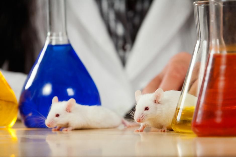 videnskabdk's tweet image. Hvad bruger forskere forsøgsdyr til?

Antallet af forsøgsdyr er på vej op. Men hvilke forsøgsdyr er gode til hvad og hvorfor? En dansk dyrlæge og forsker giver dig her et overblik.

videnskab.dk/naturvidenskab…

#dkvid #poldk #dkforsk #forskdk