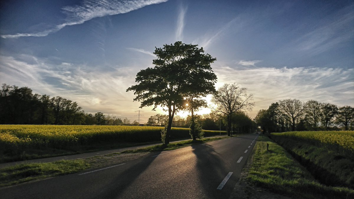 RaymondHofste's tweet photo. @mrmiddendorp @weermanreinier @nicolienkroon @helgavanleur @Jennifer_Faber @onwukaa @whoebert @marcopverhoef @GerritHiemstra Mijn Laatste serie koolzaadvelden foto's tussen zenderen en Borne, zo mooi... https://t.co/J5l6BsyyVO