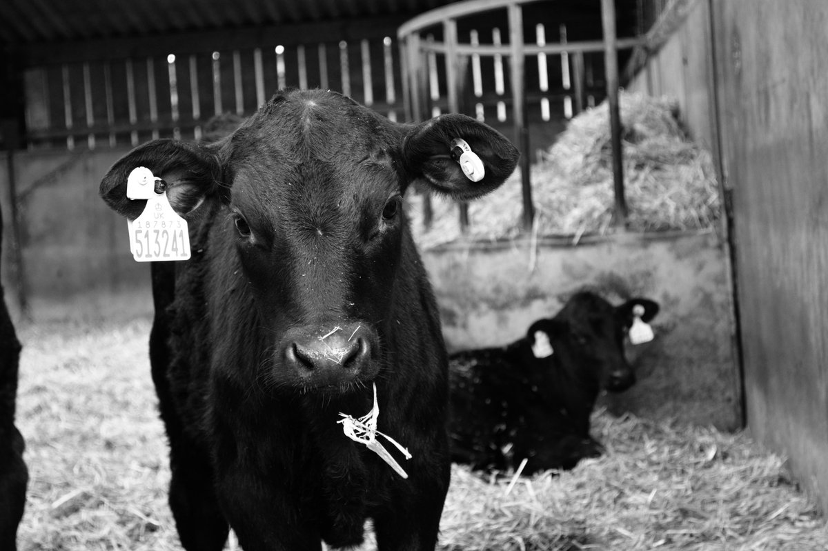al_hughesy's tweet photo. Great visit to a @BladeFarming unit yesterday #BladeCalves #HappyCalves #Angus #BeefConnect #GenusABS https://t.co/JKk6Okpmad