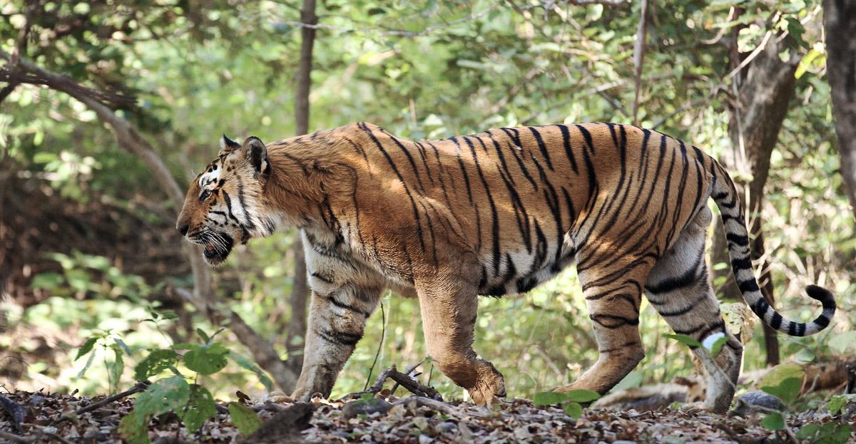 Fiigee_'s tweet photo. Photographier des tigres dans une réserve en Inde accompagné d’un expert photographe pour @NatGeoPhotos #MonReveDeToujours 👉 une expérience #FIIGEE : https://t.co/TJAkNLDaDY https://t.co/himDb3A0bN