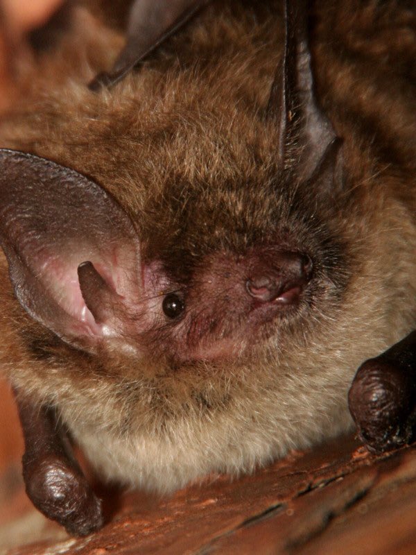 lu_jess028's tweet photo. the accidental importaron of harmful diseases and funguses from other places.... sounds familiar, and its killing bats :( #psychrophile #6thextinction #ees028 https://t.co/9v5iFzf1cP