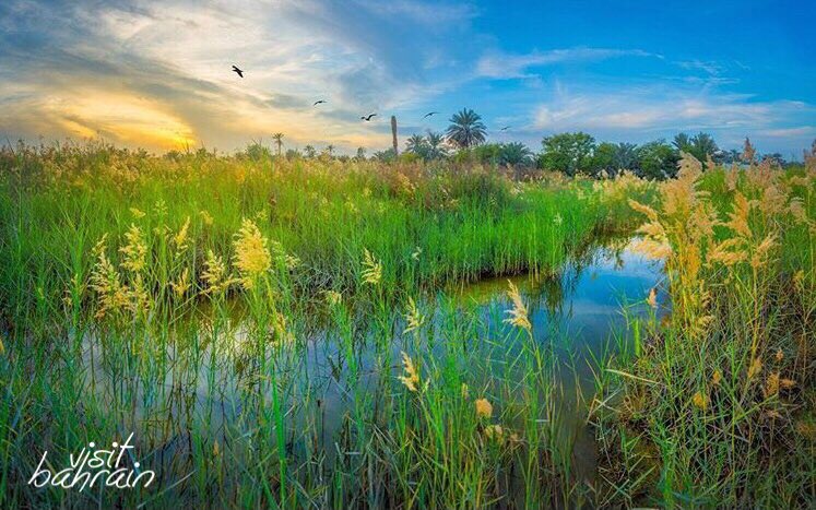 visit_bahrain's tweet photo. هل فكرت أن تكتشف بعض المناطق الزراعية الجميلة #في_البحرين ؟
التواصل مع الطبيعة هدوء ونقاء لا مثيل لهما.

قرية بلاد القديم بعدسة عيسى محمد 

 #البحرين #سياحة #سفر #بلدنا_بلدكم #زوروا_البحرين https://t.co/0M1lFolcZy