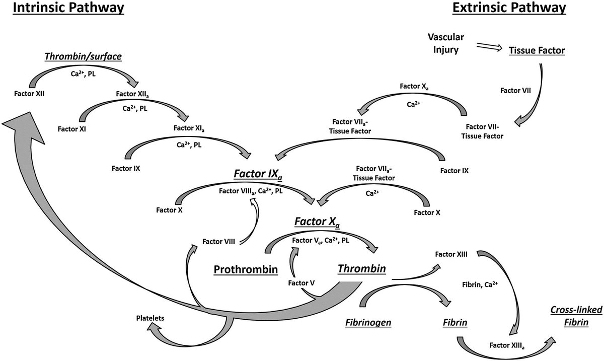 drugs affecting leukotrienes and other eicosanoid pathways