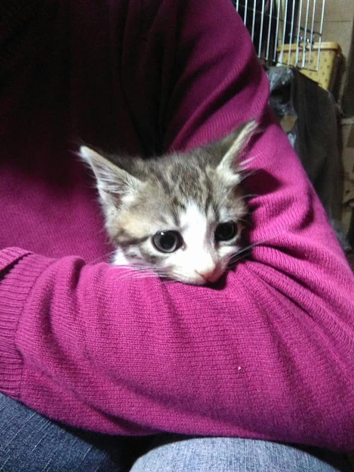 Alice femmina. Un mese e mezzo di tenerezza. Per info, dopo le 18, 3496067443#APetIsForLife #AdoptMe #almonature #almore