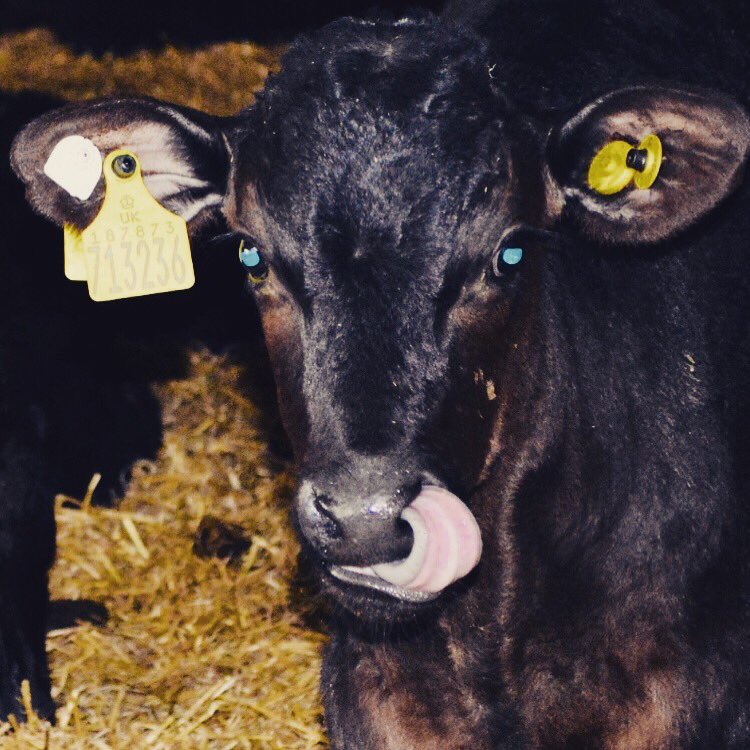 al_hughesy's tweet photo. #CheekyAngus #BladeFarming #HappyCalves #BeefConnect @BladeFarming #GenusABS https://t.co/YveESDpVkk