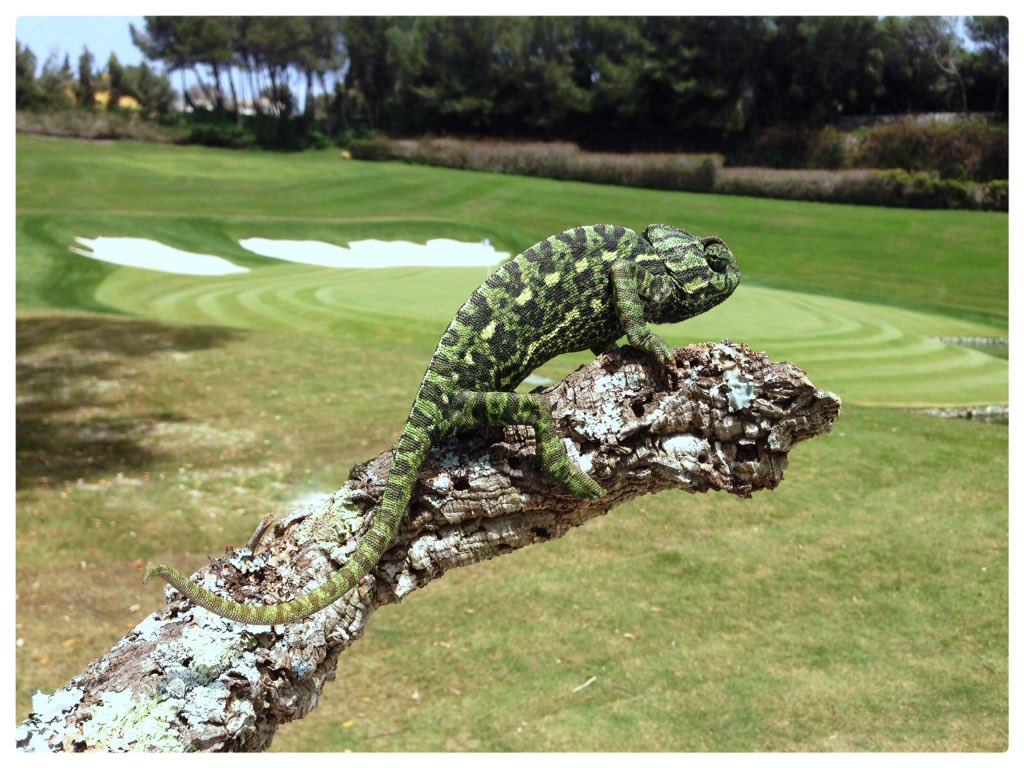 PacoFustel's tweet photo. Apart from being a superior golf course, @RcValderrama has a fauna sanctuary worldwide recognized  by its excellent environmental condition 

https://t.co/E4ksDIGsbJ https://t.co/D5SkZGOGIO