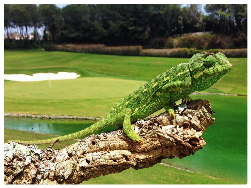 PacoFustel's tweet photo. Apart from being a superior golf course, @RcValderrama has a fauna sanctuary worldwide recognized  by its excellent environmental condition 

https://t.co/E4ksDIGsbJ https://t.co/D5SkZGOGIO